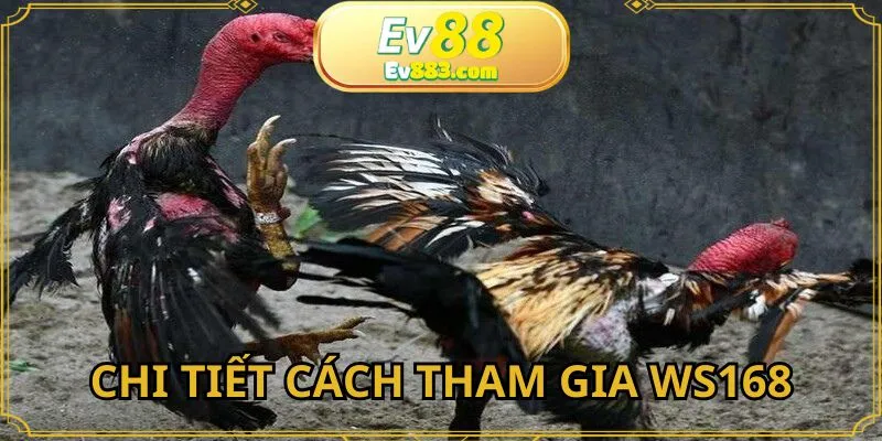 Chi tiết cách tham gia WS168 đá gà EV88 cực dễ