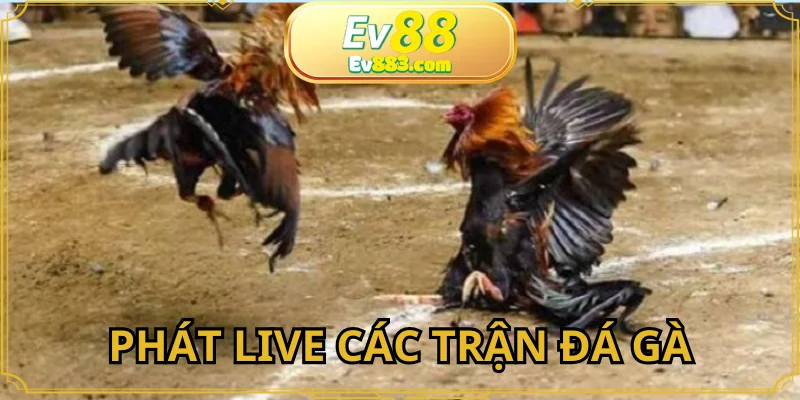 Chuyên mục phát live trực tiếp