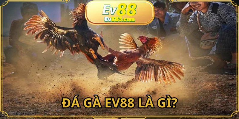 Đá Gà EV88 là một chuyên mục giải trí đặc biệt