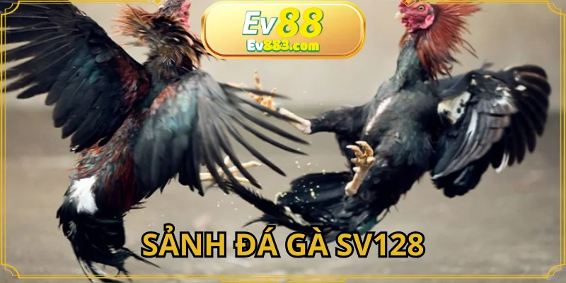 Đá Gà SV128 đầy uy tín