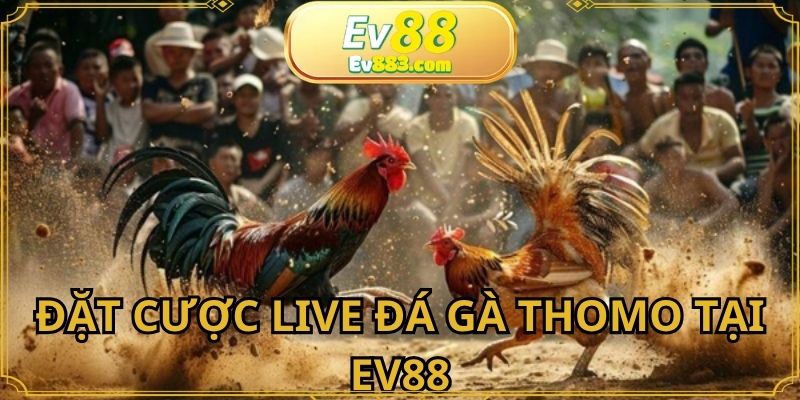 Đặt cược đá gà thomo EV88 đơn giản với 4 bước 