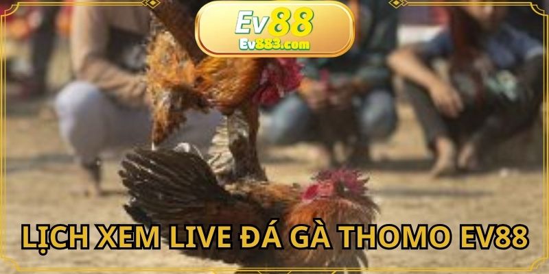 Cập nhật chi tiết LIVE đá gà thomo EV88 com cho hội viên