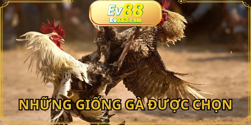 Những giống được ưu tiên lựa chọn ra trận