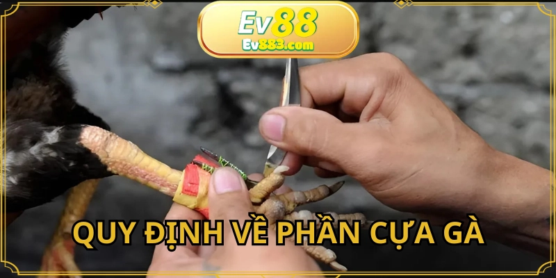 Luật cơ bản về đá gà cựa dao thực tế