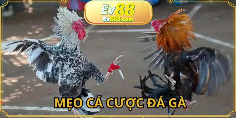 Quan sát, phân tích kỹ lưỡng trước khi xuống tiền