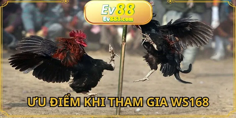 Ưu điểm khi tham gia sảnh WS168 đá gà EV88